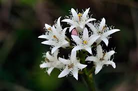 Attēlu rezultāti vaicājumam “Menyanthes trifoliata”