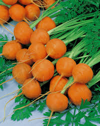 Image result for Möhren