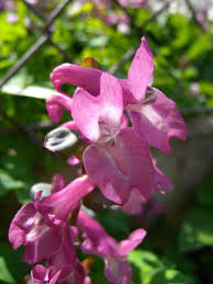 Attēlu rezultāti vaicājumam “Corydalis cava flower”