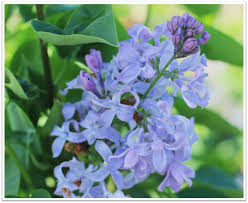 Attēlu rezultāti vaicājumam “Syringa vulgaris flower”