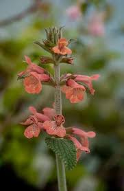 Attēlu rezultāti vaicājumam “Stachys”