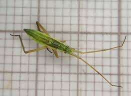 Attēlu rezultāti vaicājumam “Dienerella elongata”