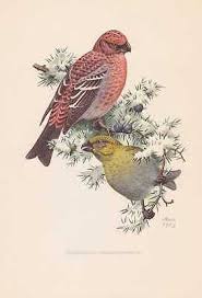 Attēlu rezultāti vaicājumam “Pinicola enucleator”