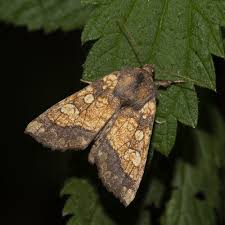 Attēlu rezultāti vaicājumam “Gortyna flavago”