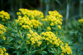 Image result for Wolfsmilch