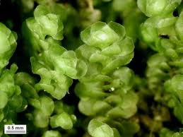 Attēlu rezultāti vaicājumam “Scapania nemorea”