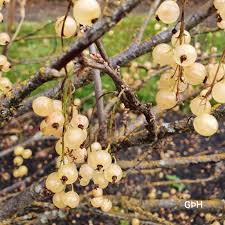 Attēlu rezultāti vaicājumam “Ribes spicatum”