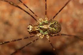 Attēlu rezultāti vaicājumam “Opiliones”