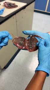 Image result for Hypanus sabinus