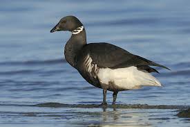 Attēlu rezultāti vaicājumam “Branta bernicla adult”