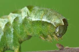 Attēlu rezultāti vaicājumam “Melanchra persicariae”