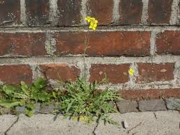 Attēlu rezultāti vaicājumam “Diplotaxis muralis fruit”