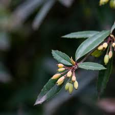 Attēlu rezultāti vaicājumam “Berberis vulgaris fruit”