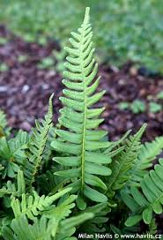 Attēlu rezultāti vaicājumam “Polypodium vulgare”
