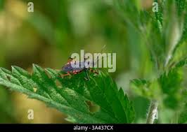 Attēlu rezultāti vaicājumam “Rhynocoris annulatus nymph”