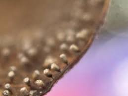 Attēlu rezultāti vaicājumam “Craterium aureonucleatum”