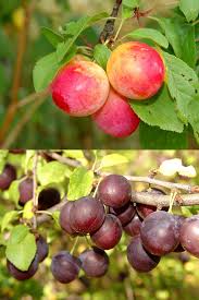 Attēlu rezultāti vaicājumam “Prunus domestica subsp. insitita”