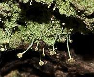 Attēlu rezultāti vaicājumam “Chaenotheca furfuracea”