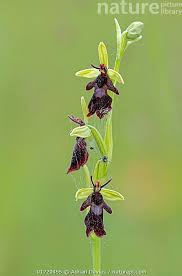 Attēlu rezultāti vaicājumam “Ophrys insectifera flower”