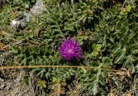 Attēlu rezultāti vaicājumam “Cirsium acaule”