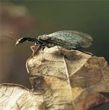 Attēlu rezultāti vaicājumam “Raphidioptera imago”