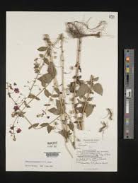 Image result for Alonsoa linearis