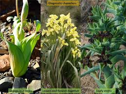 Attēlu rezultāti vaicājumam “Iridaceae”