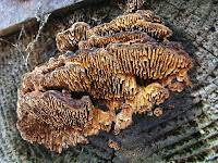 Attēlu rezultāti vaicājumam “Gloeophyllum abietinum”