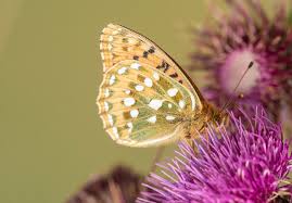 Attēlu rezultāti vaicājumam “Argynnis adippe underside”