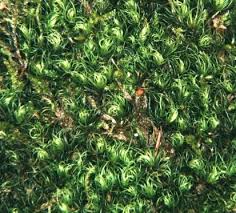 Attēlu rezultāti vaicājumam “Dicranum viride”