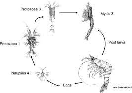 Attēlu rezultāti vaicājumam “Crustacea”