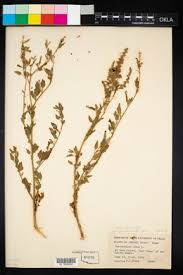 Attēlu rezultāti vaicājumam “Chenopodium acerifolium”