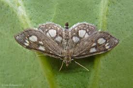 Attēlu rezultāti vaicājumam “Crambidae”