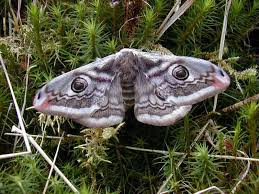 Attēlu rezultāti vaicājumam “Saturnia pavonia female”