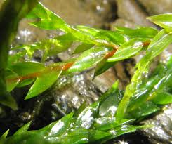 Attēlu rezultāti vaicājumam “Fontinalis antipyretica”