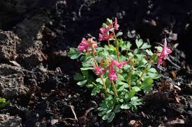 Attēlu rezultāti vaicājumam “Corydalis solida leaf”