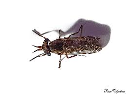 Attēlu rezultāti vaicājumam “Haematopota sp.”