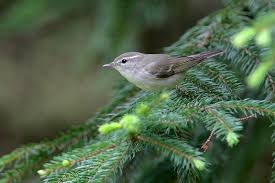 Attēlu rezultāti vaicājumam “Phylloscopus trochiloides”