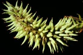 Attēlu rezultāti vaicājumam “Salix myrsinifolia female flower”