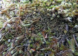 Attēlu rezultāti vaicājumam “Scapania mucronata”