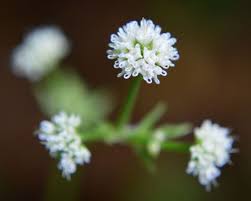 Attēlu rezultāti vaicājumam “Sanicula europaea bud”