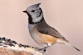 Attēlu rezultāti vaicājumam “Lophophanes cristatus”