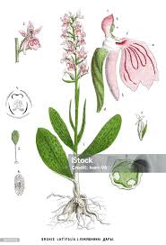 Attēlu rezultāti vaicājumam “Orchis mascula bud”