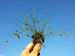 Attēlu rezultāti vaicājumam “Juncus bulbosus”