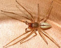 Attēlu rezultāti vaicājumam “Cheiracanthium sp.”