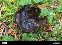 Attēlu rezultāti vaicājumam “Pseudoplectania nigrella”