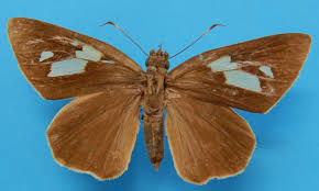 Attēlu rezultāti vaicājumam “Hesperiidae”