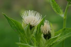 Attēlu rezultāti vaicājumam “Cirsium oleraceum leaf”