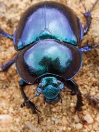 Attēlu rezultāti vaicājumam “Trypocopris vernalis”