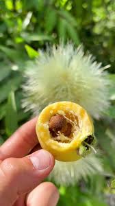 Attēlu rezultāti vaicājumam “Rosa majalis fruit”